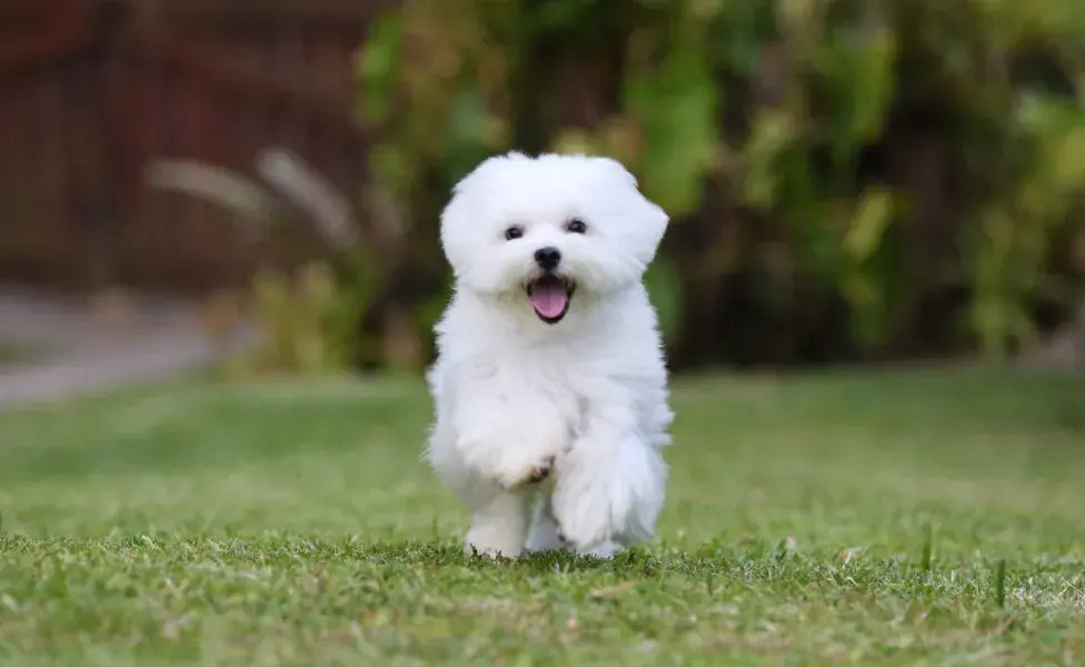 Cachorro Maltes na grama