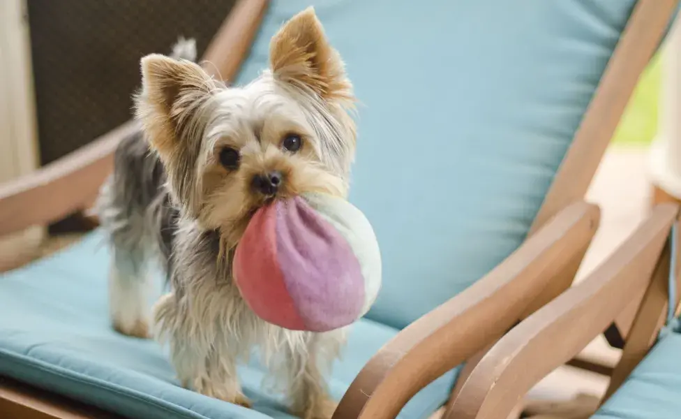 cachorro Yorkshire com bolinha na boca