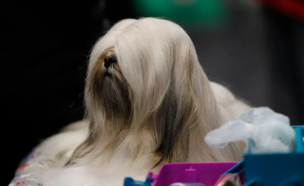 Cão cabeludo da raça Lhapa Apso