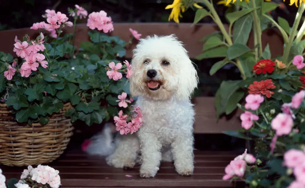 Bichon Frisé em meio as flores