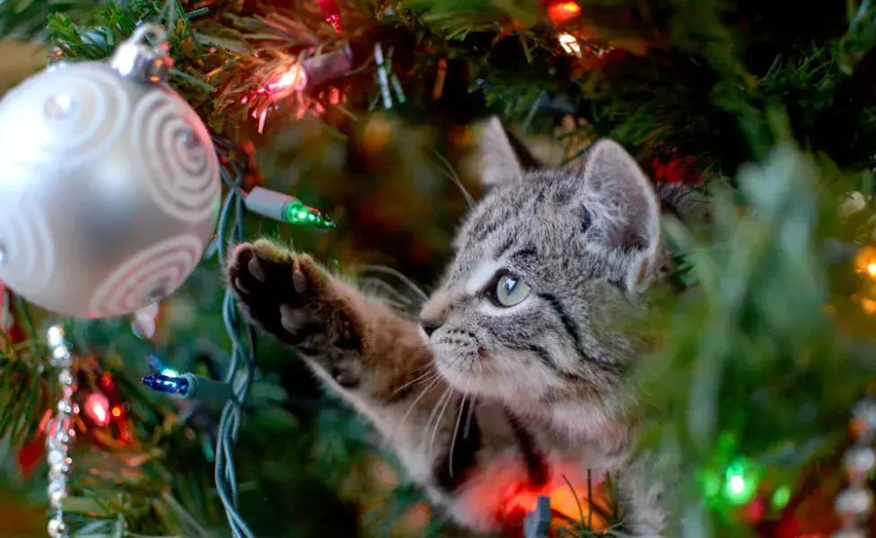 gatiho tentando pegar enfeite de árvore de natal