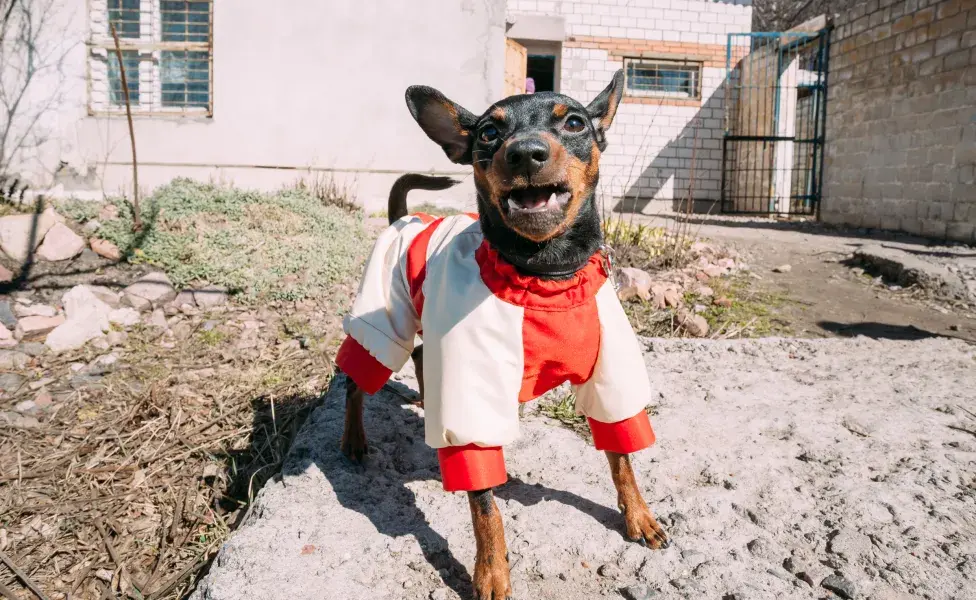 cachorro pinscher latindo