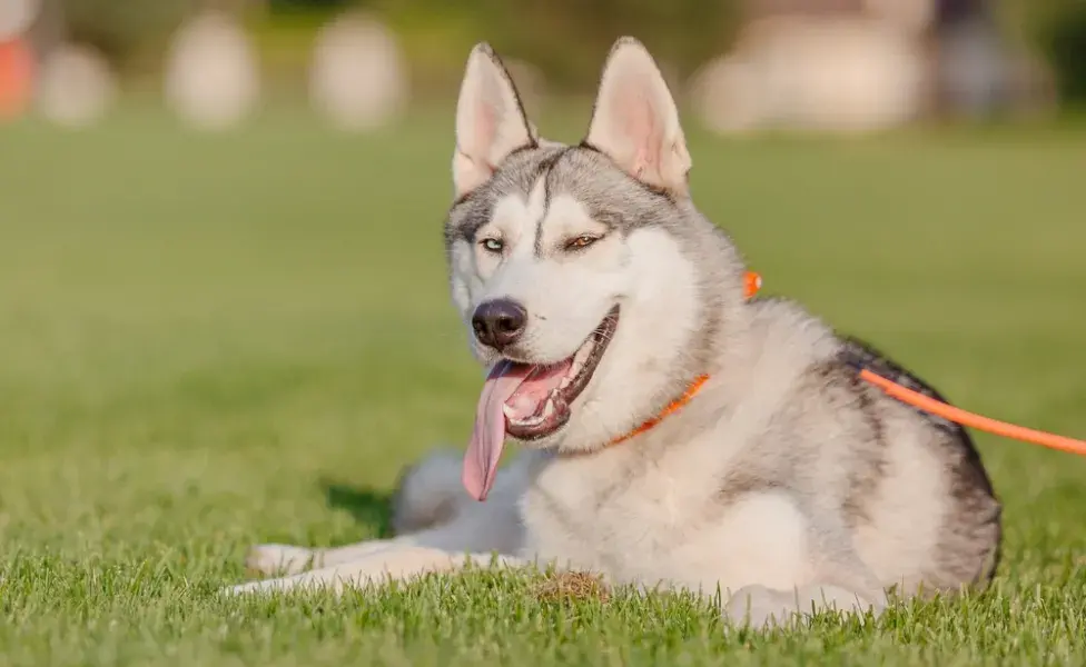 Husky Siberiano na grama