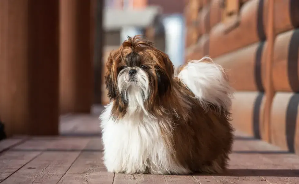 Cão da raça Shih Tzu