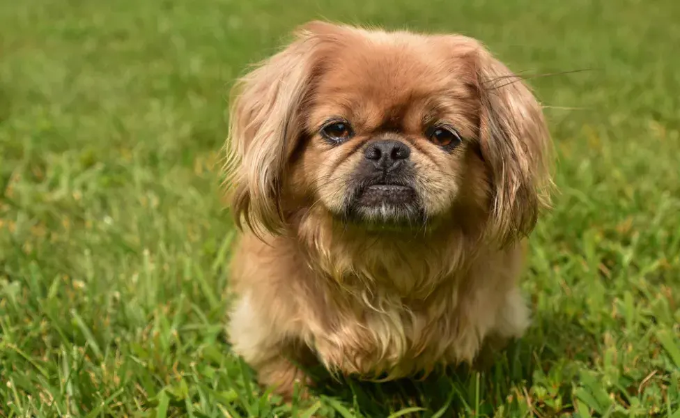 Cachorro pequines sentado na grama