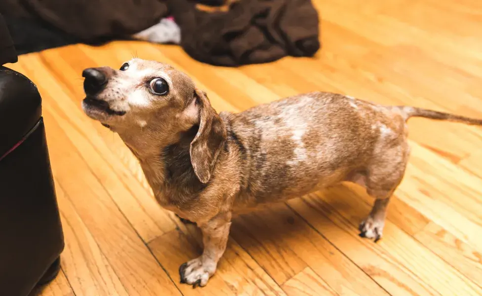 Cachorro salsicha latindo