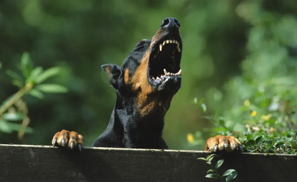 Doberman latindo