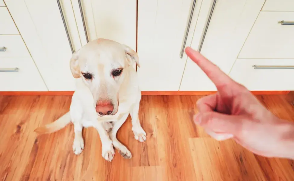 cachorro levando bronca após fazer algo errado