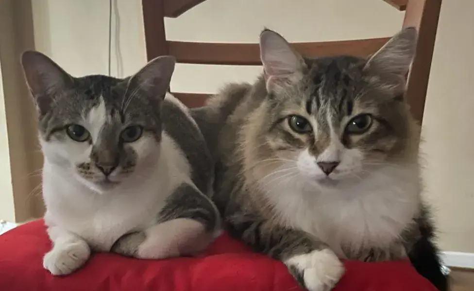 dois gatos na cadeira