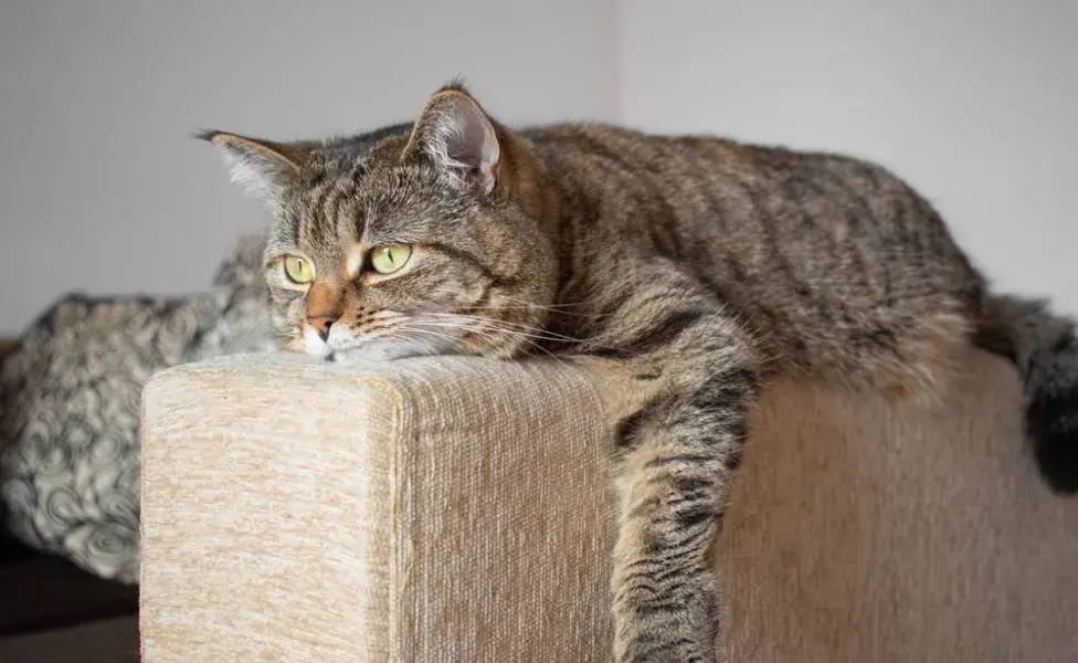 Gato triste deitado no sofá