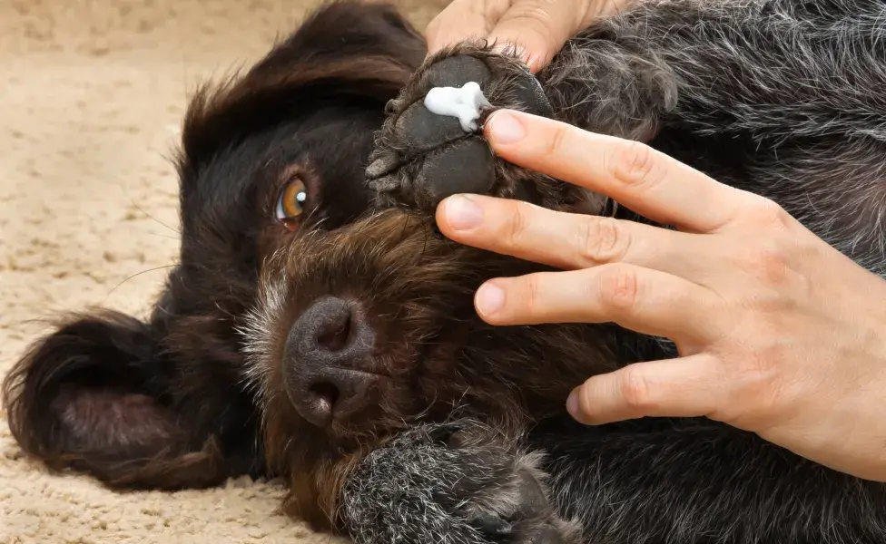 Humano passando hidratante na pata de cachorro