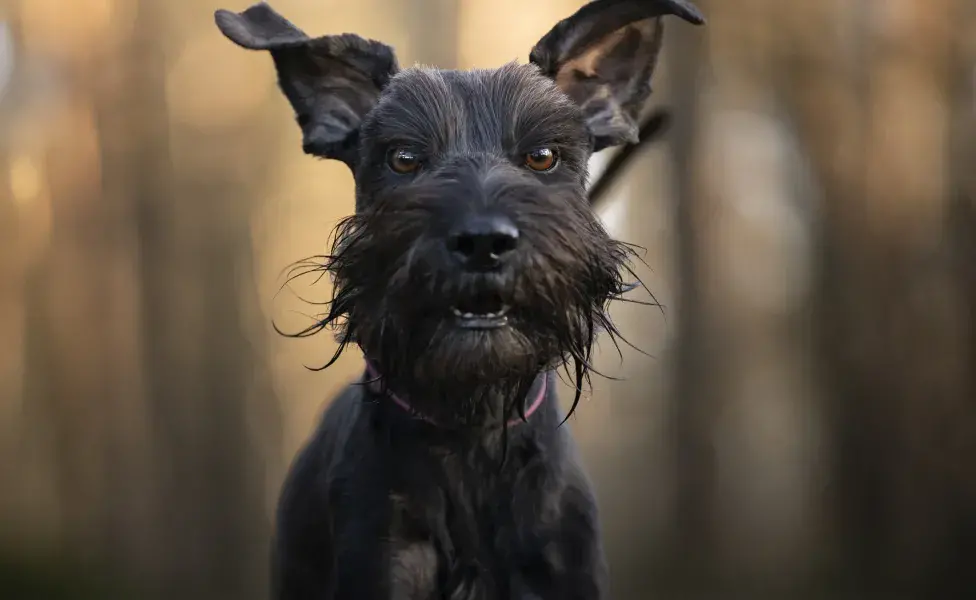 Schnauzer preto