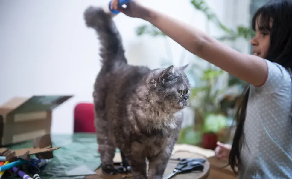 Mulher penteando pelo de gato