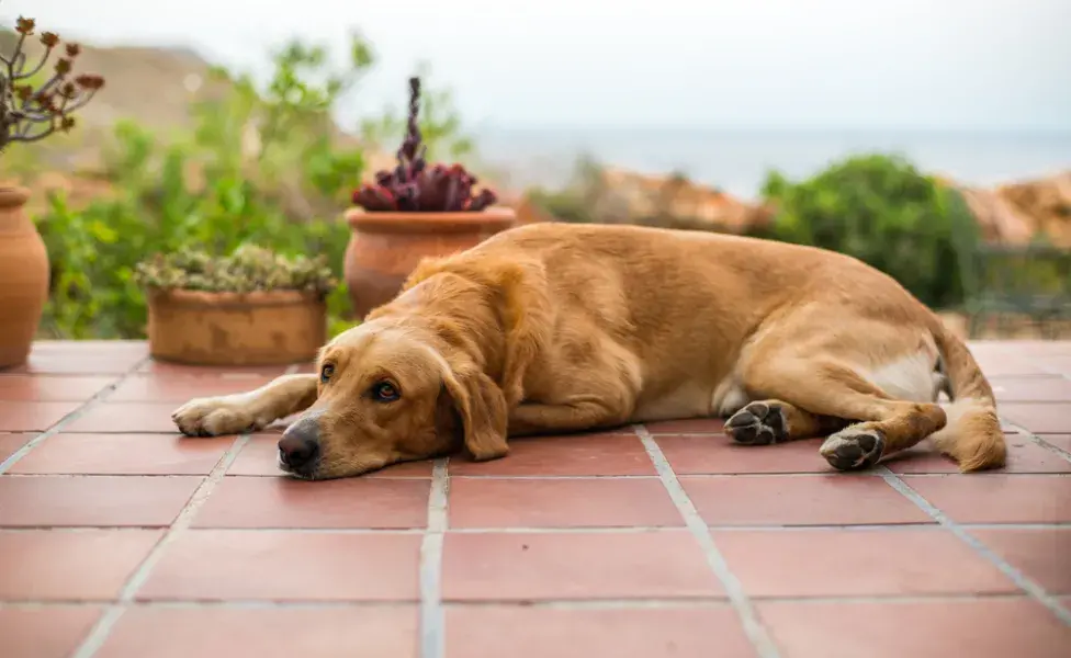 cachorro prostado deitado no chão