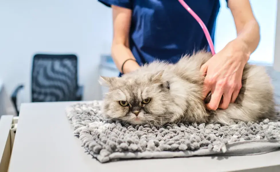Consultar un veterinario especialista en gatos es una decisión importante para evitar el estrés en los felinos