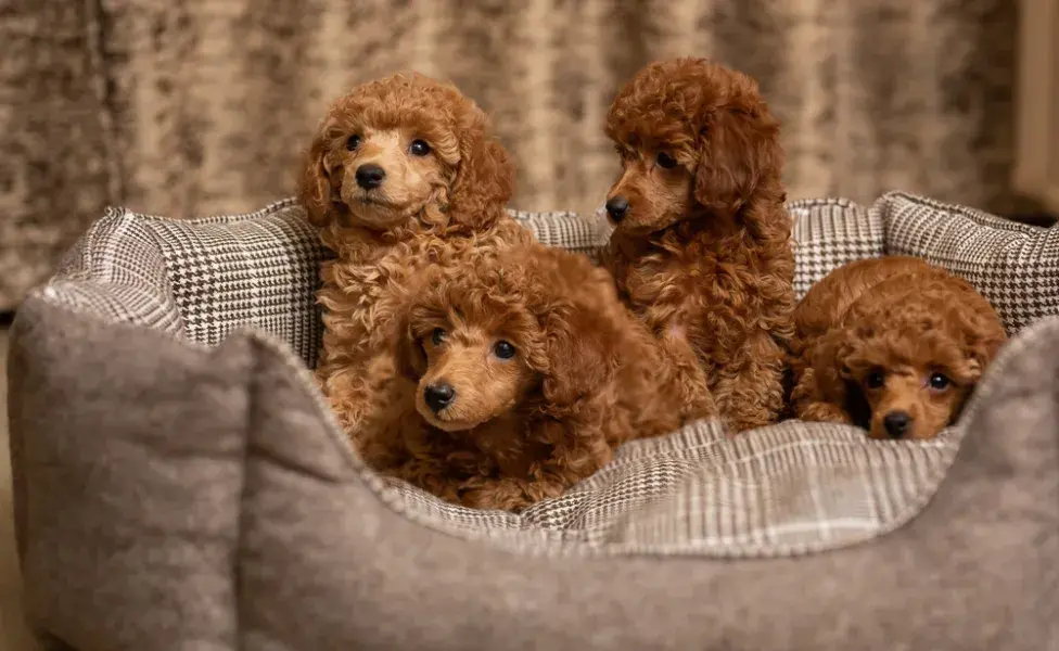 Filhotes de Poodle marrom deitados em cama de cachorro