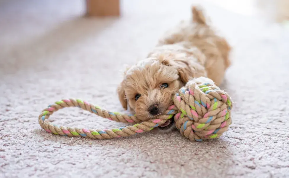 filhote de poodle brincando com bola