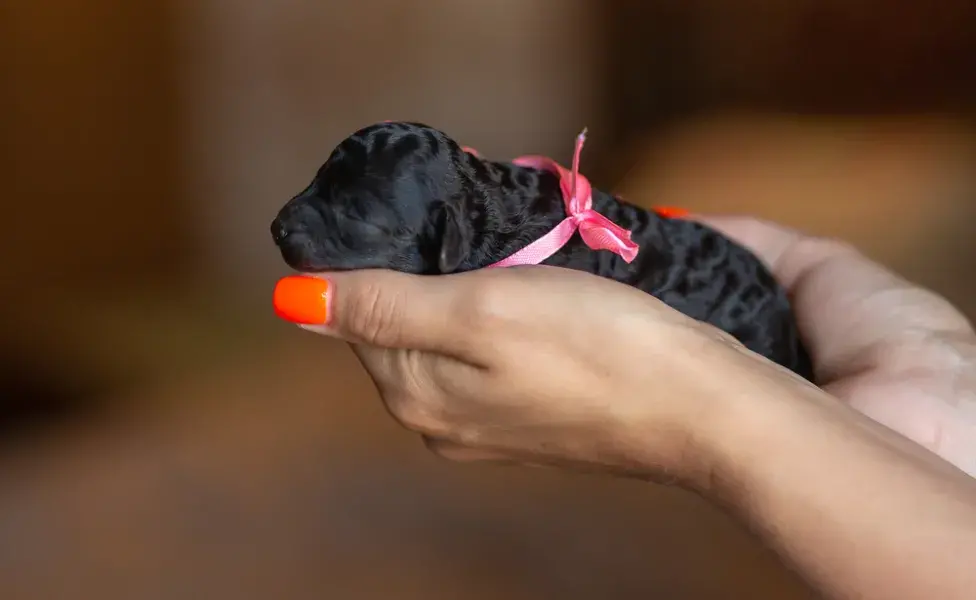 filho de poodle preto