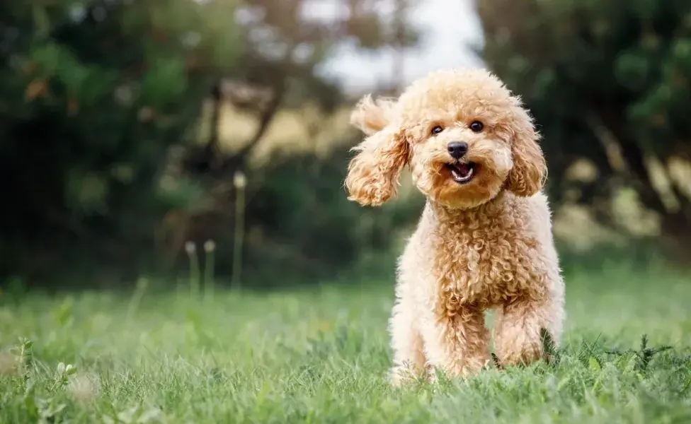 filhote de poodle ao ar livre