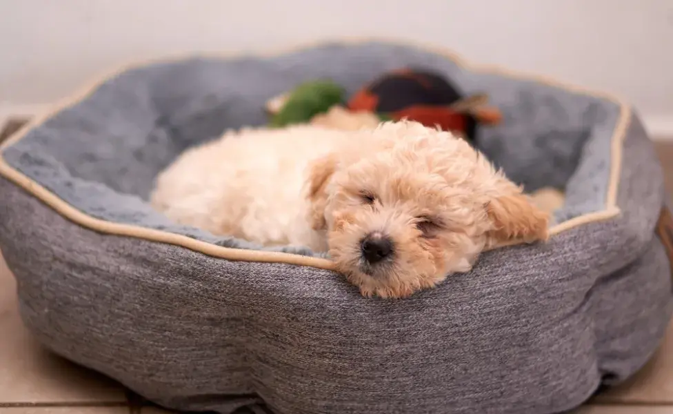 filhote de poodle dormindo na cama