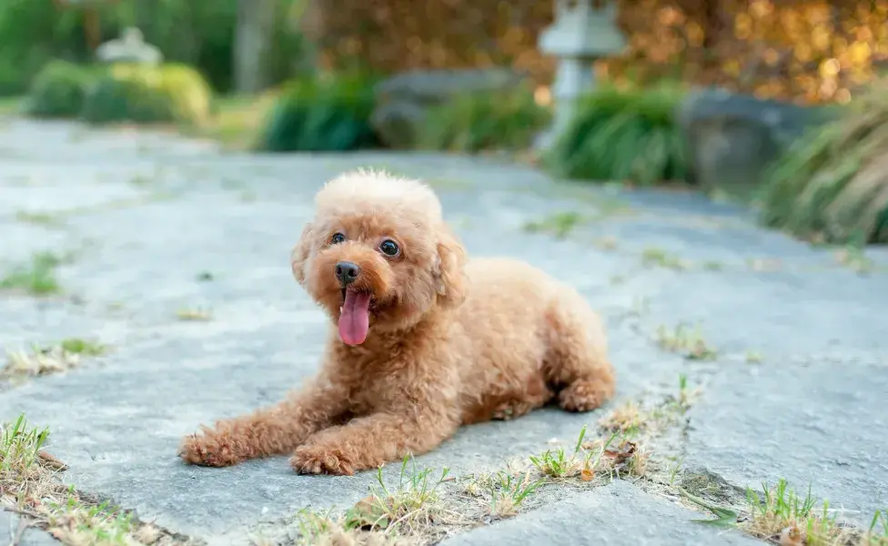 El cachorro de Poodle es una de las razas más queridas y juguetonas 