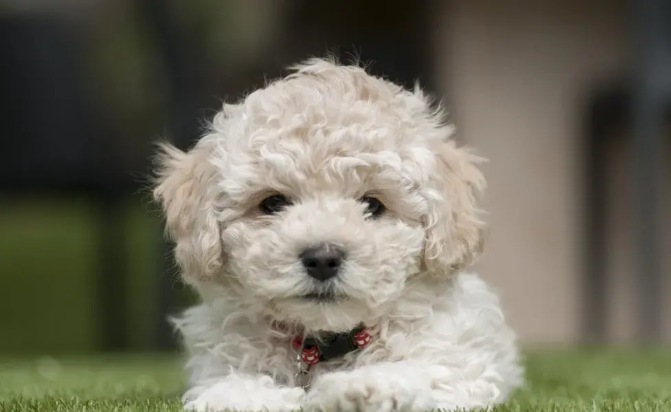 Filhote de poodle branco deitado na grama