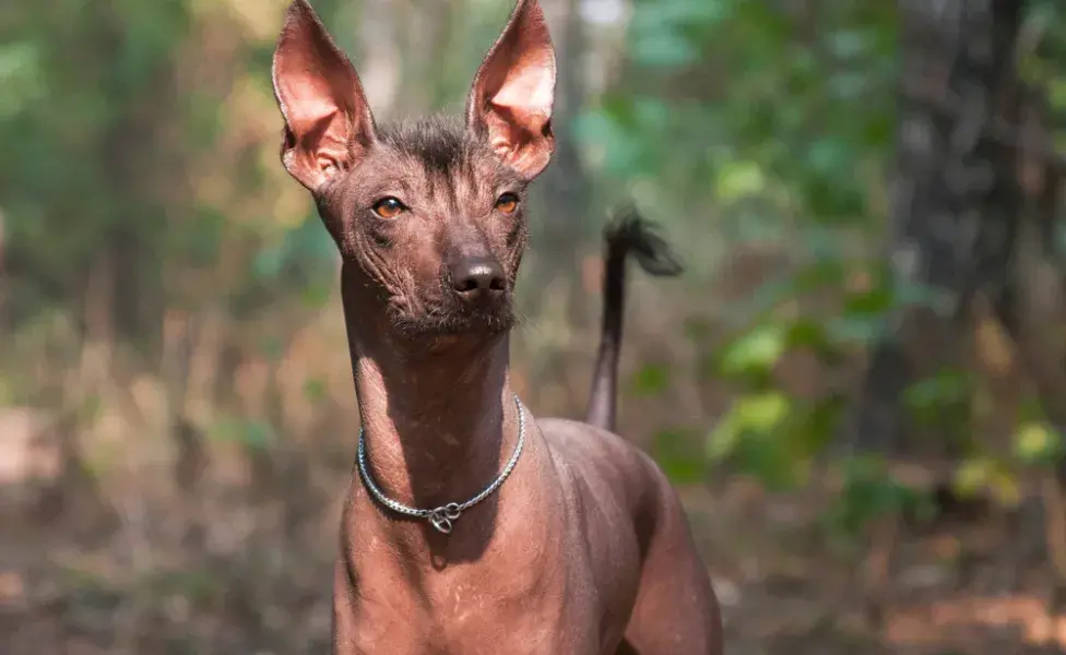 cchorro mexicano ao ar livre