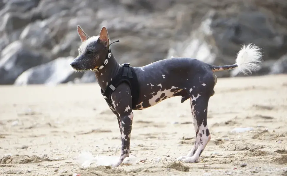 Xoloitzcuintle na água