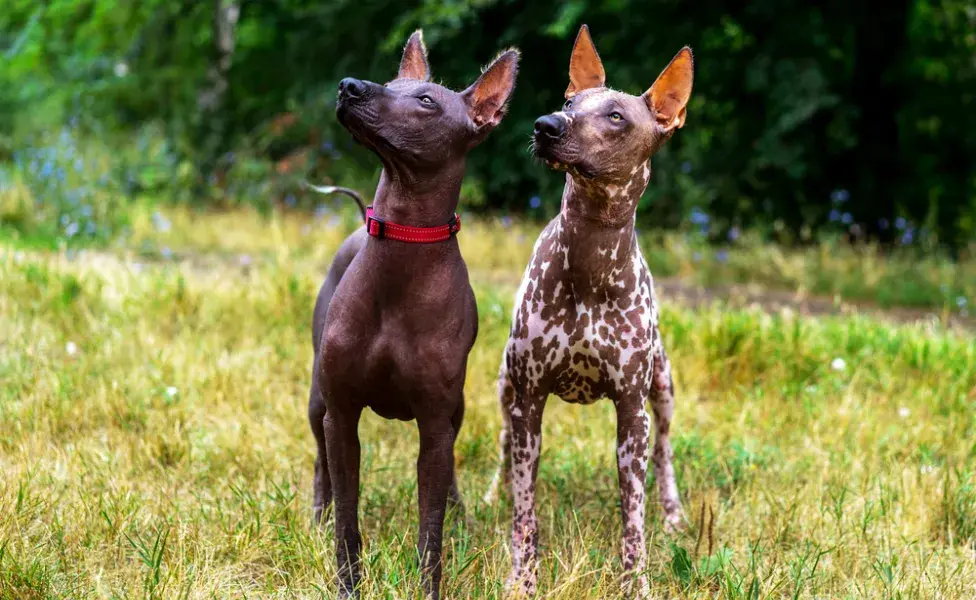 2 Xoloitzcuintle, um marrom e outro pintado