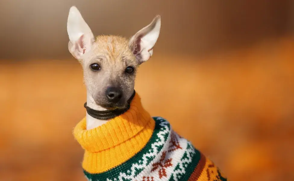 Xoloitzcuintle de roupa