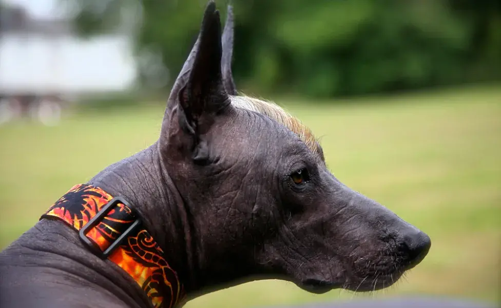 Xoloitzcuintle de coleira