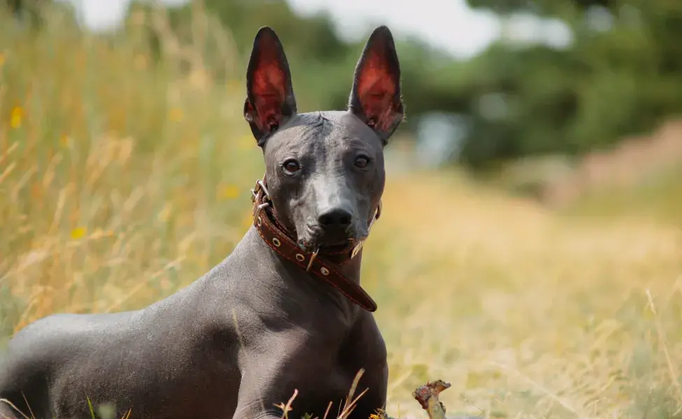 Xoloitzcuintle deitado ao ar livre