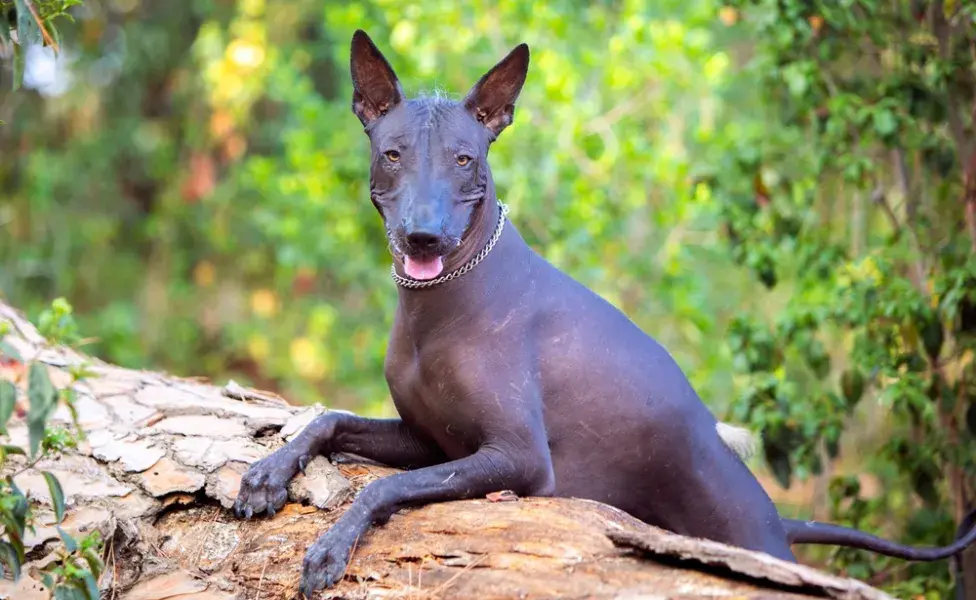 Xoloitzcuintle em cima de um tronco