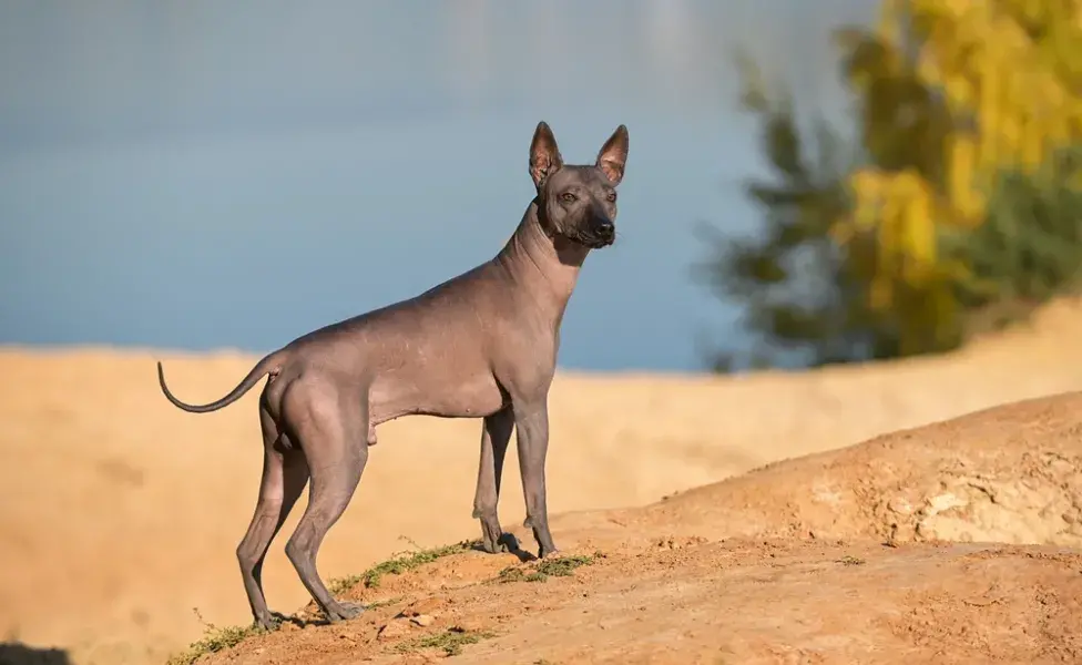 Xoloitzcuintleem pé na areia