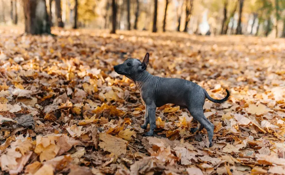 cachorro mexicano latindo em cima de folhas ao ar livre