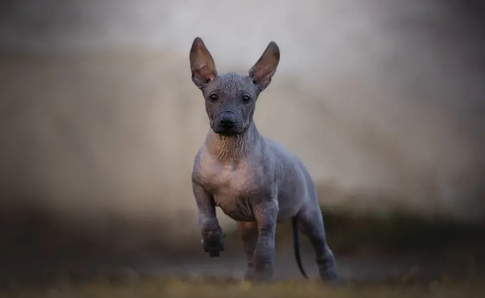 cachorro mexicano filhote correndo