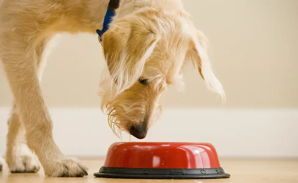 cachorro olhando para comida dentro d epote de ração