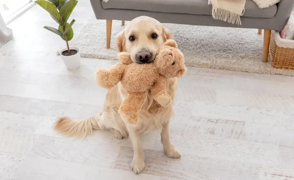 Golden com um urso de pelúcia na boca