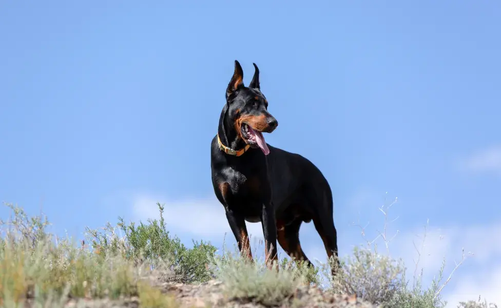 Doberman ao ar livre com orelhas em pé