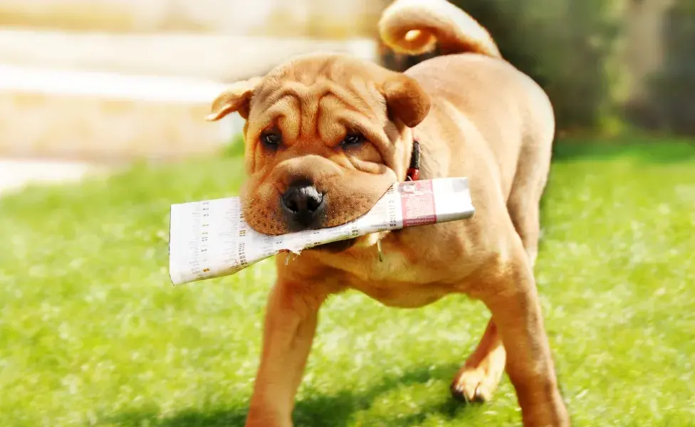 cahorro Shar Pei filhote com jornal na boca