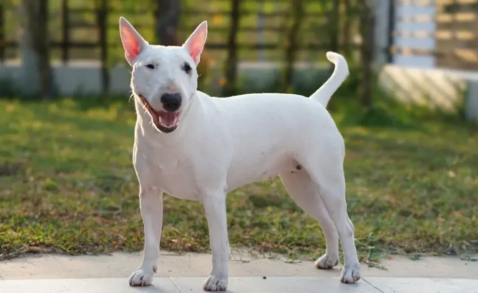 Bull Terrier ao ar livre