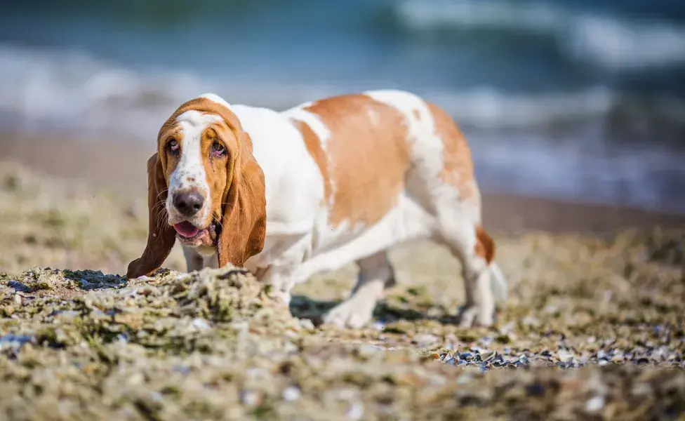 Basset na praia