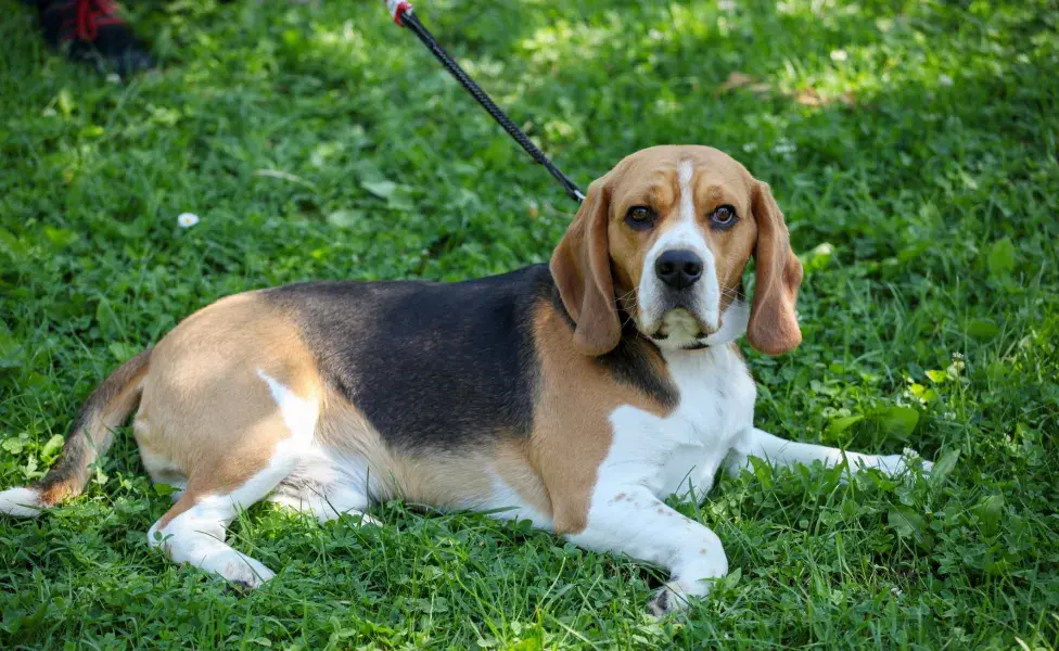 Beagle deitado na grama 