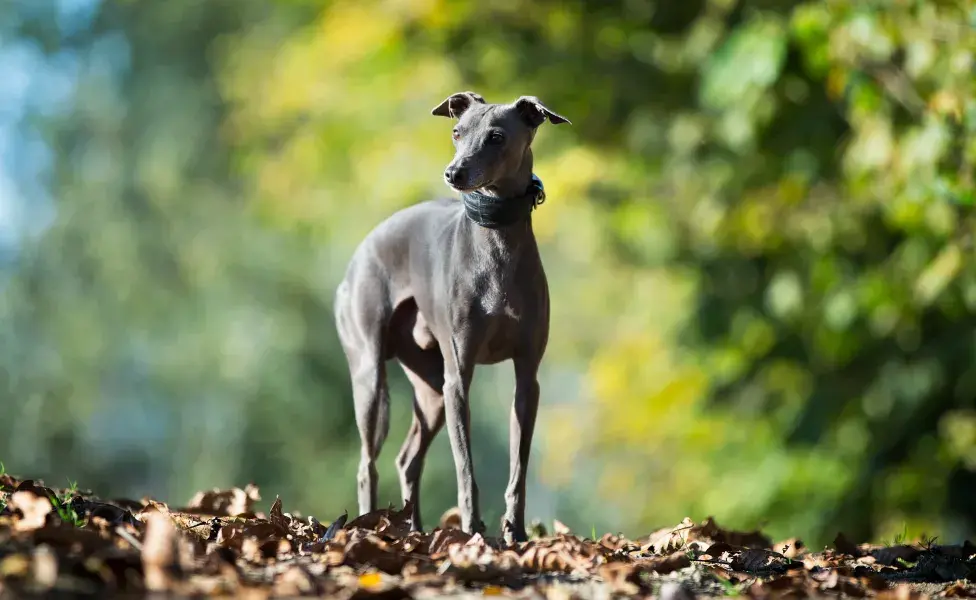 Galgo ao ar livre