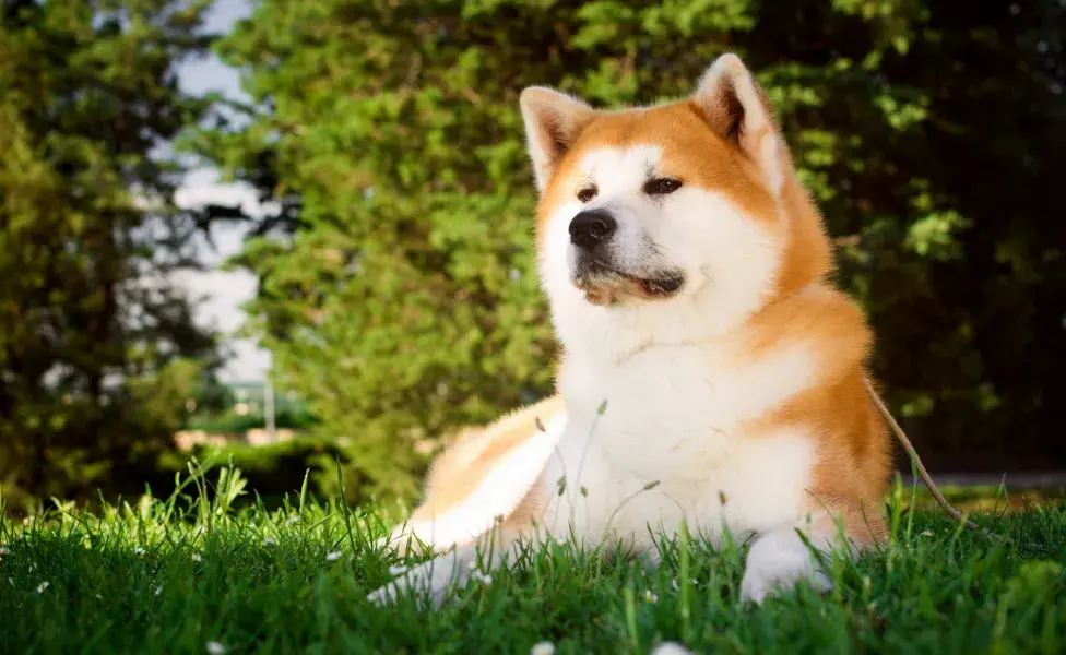 Akita deitada no gramado