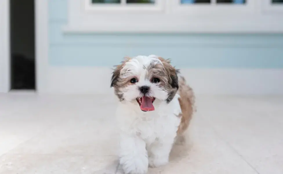 Shih Tzu posando para foto