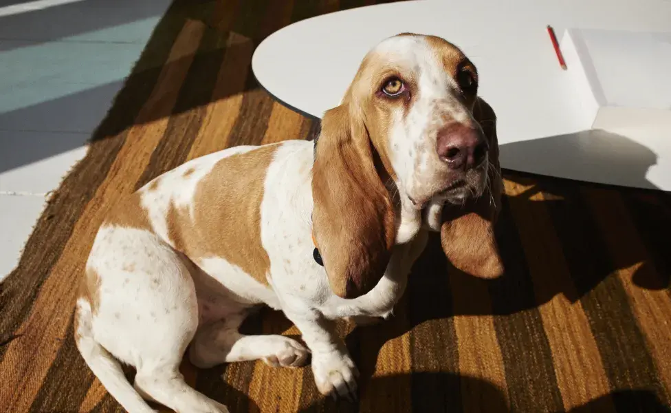 Basset hound sentado