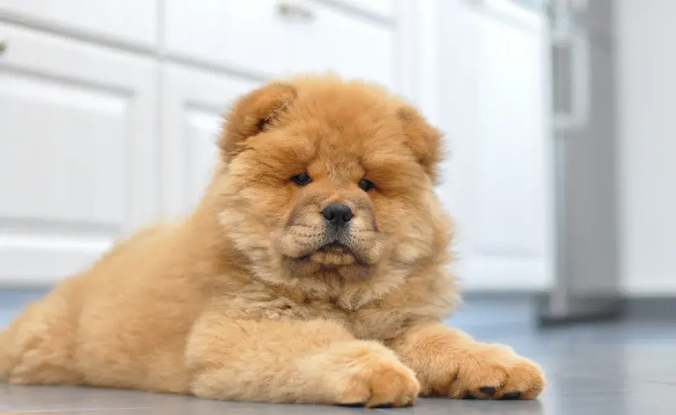 Chow Chow filhote deitado 