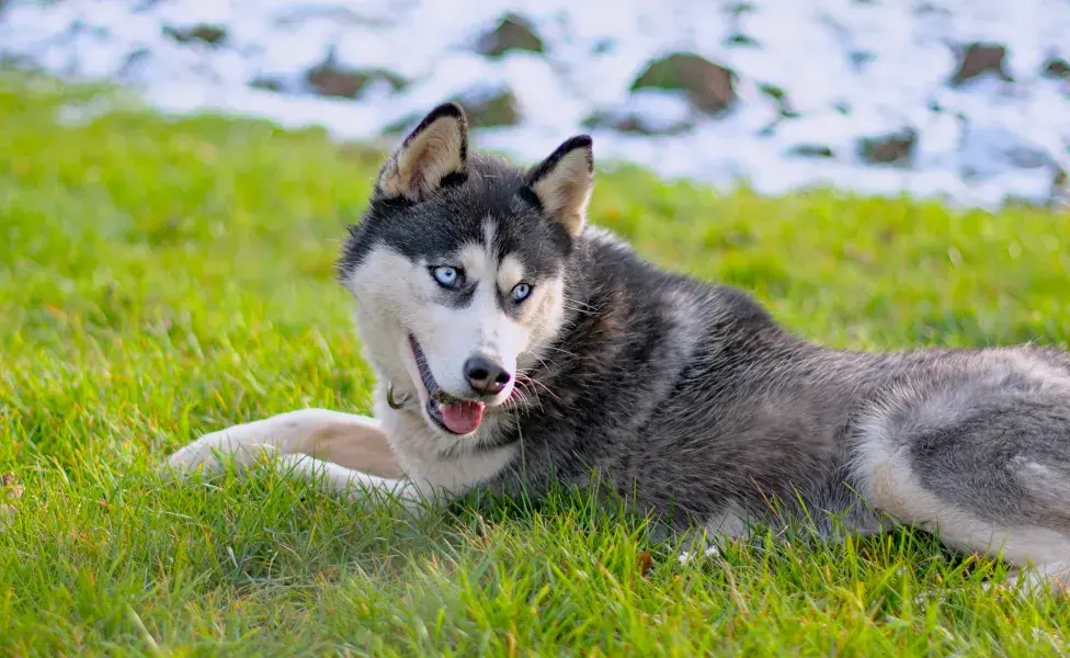 Husky Siberian deitado na grama