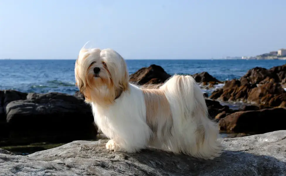 Lhasa Apso em cima de uma pedra, próximo a praia